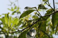 Toddalia asiatica var. gracilis